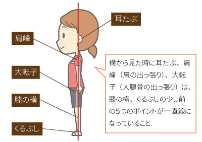 理想な姿勢　側面